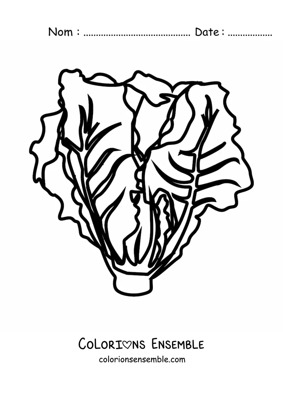 Image à colorier d’une laitue romaine