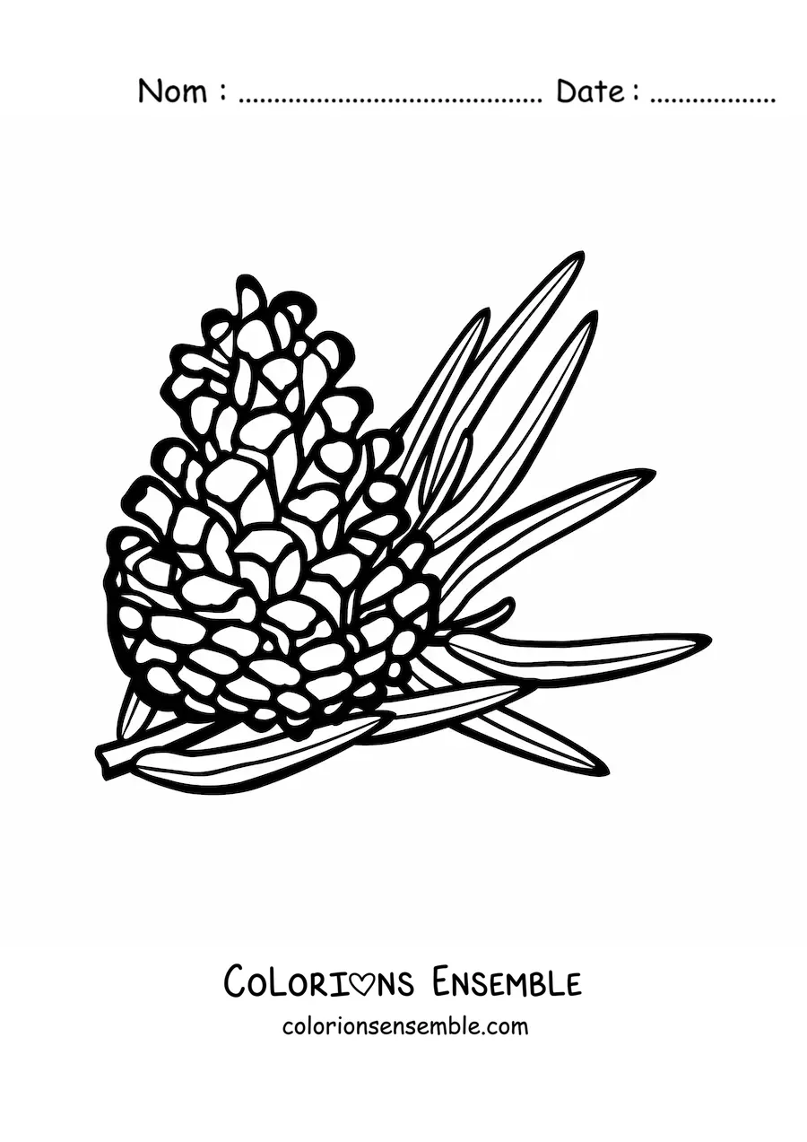 Image à colorier d’un pignon avec une aiguille de pin