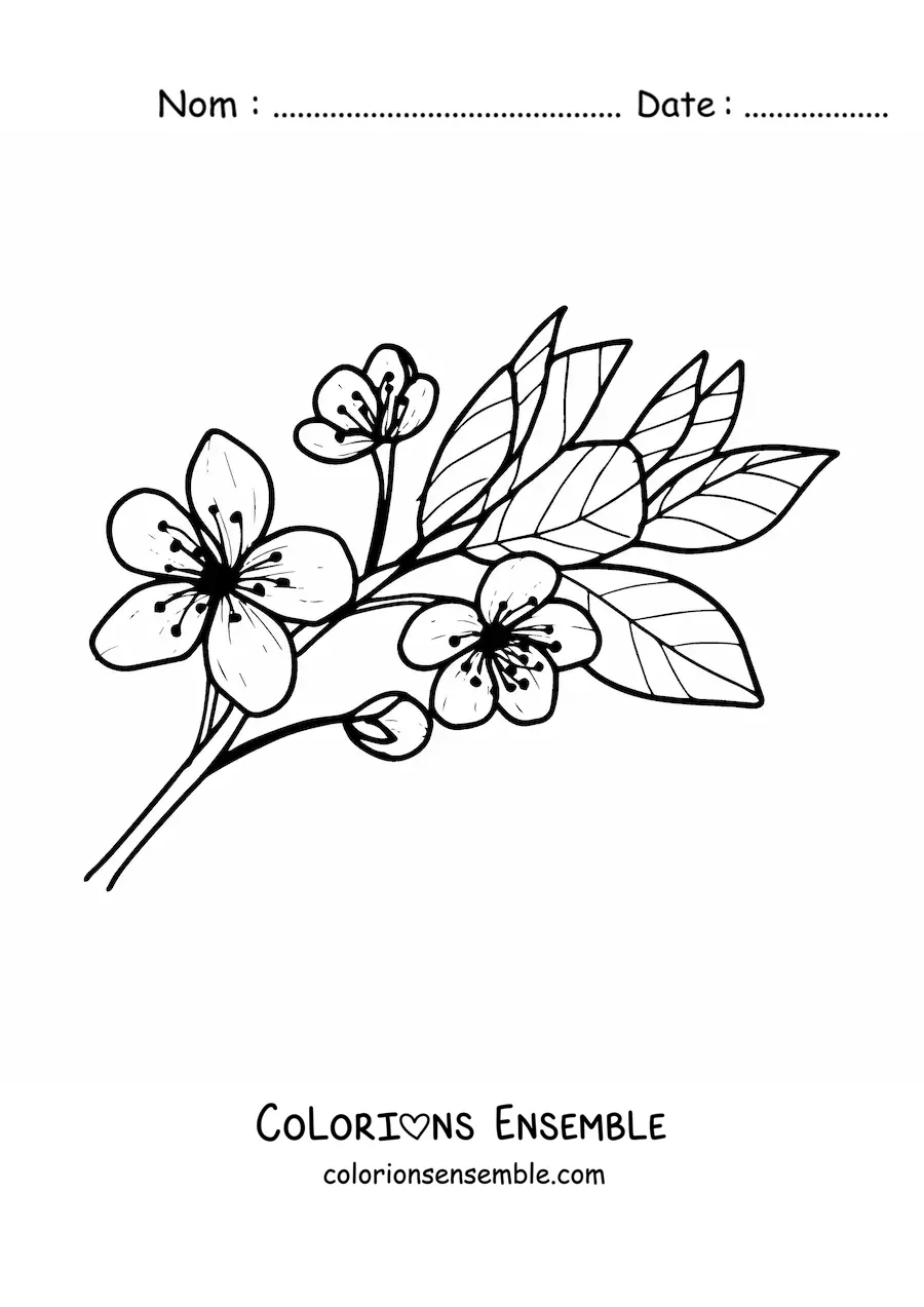 Image à colorier d’une fleur de cerisier