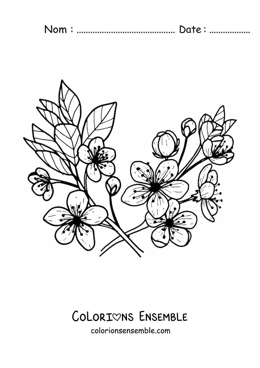Image à colorier de plusieurs fleurs et feuilles de cerisier