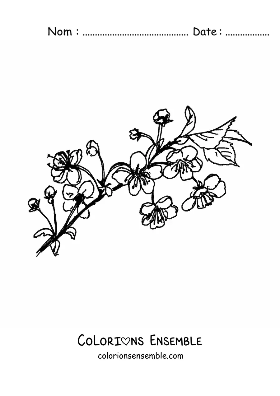 Image à colorier d’une branche de cerisier en fleurs