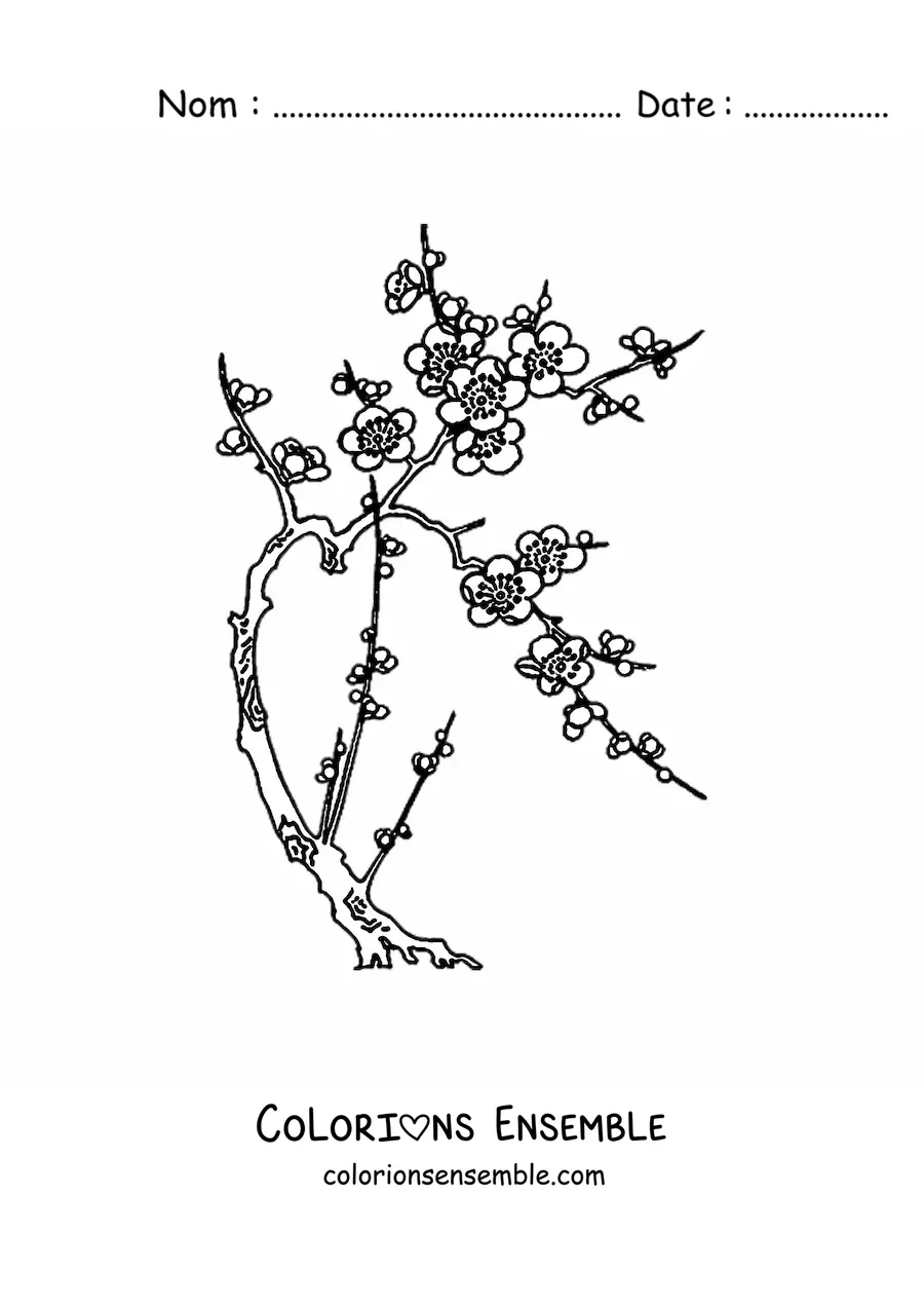 Image à colorier d’un cerisier en fleurs