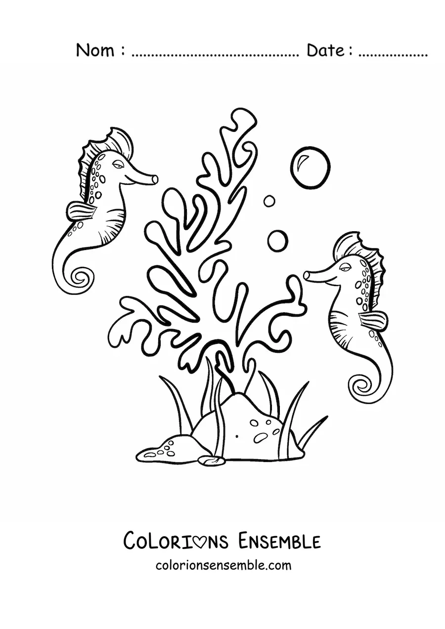 Image à colorier d’algues et de deux hippocampes