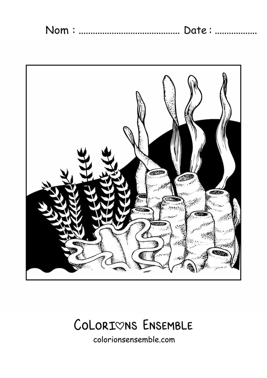 Image à colorier d’algues à côté de coraux