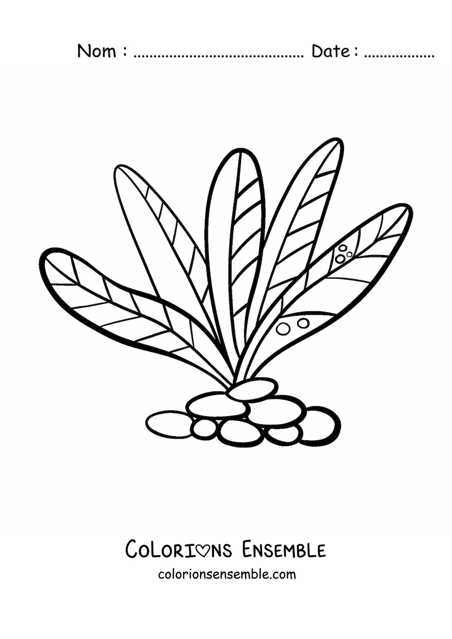 Image à colorier d’algues pluricellulaires