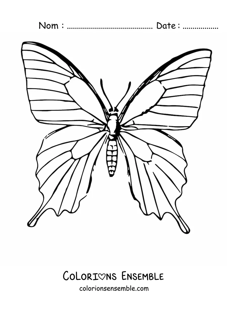 Image à colorier d'un papillon réaliste
