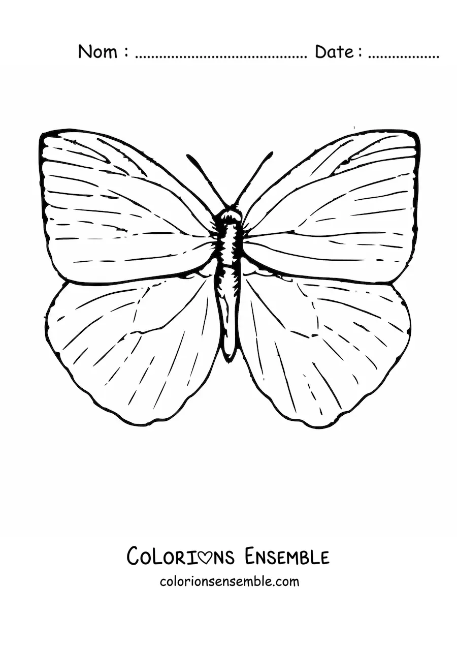 Image à colorier d'un papillon aux ailes ouvertes