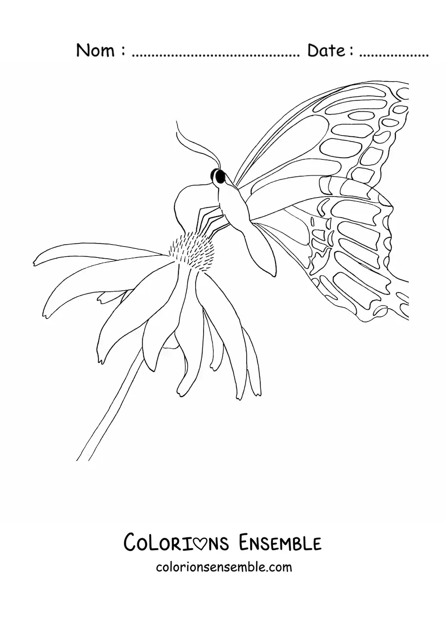 Image à colorier d'un papillon posé sur une fleur