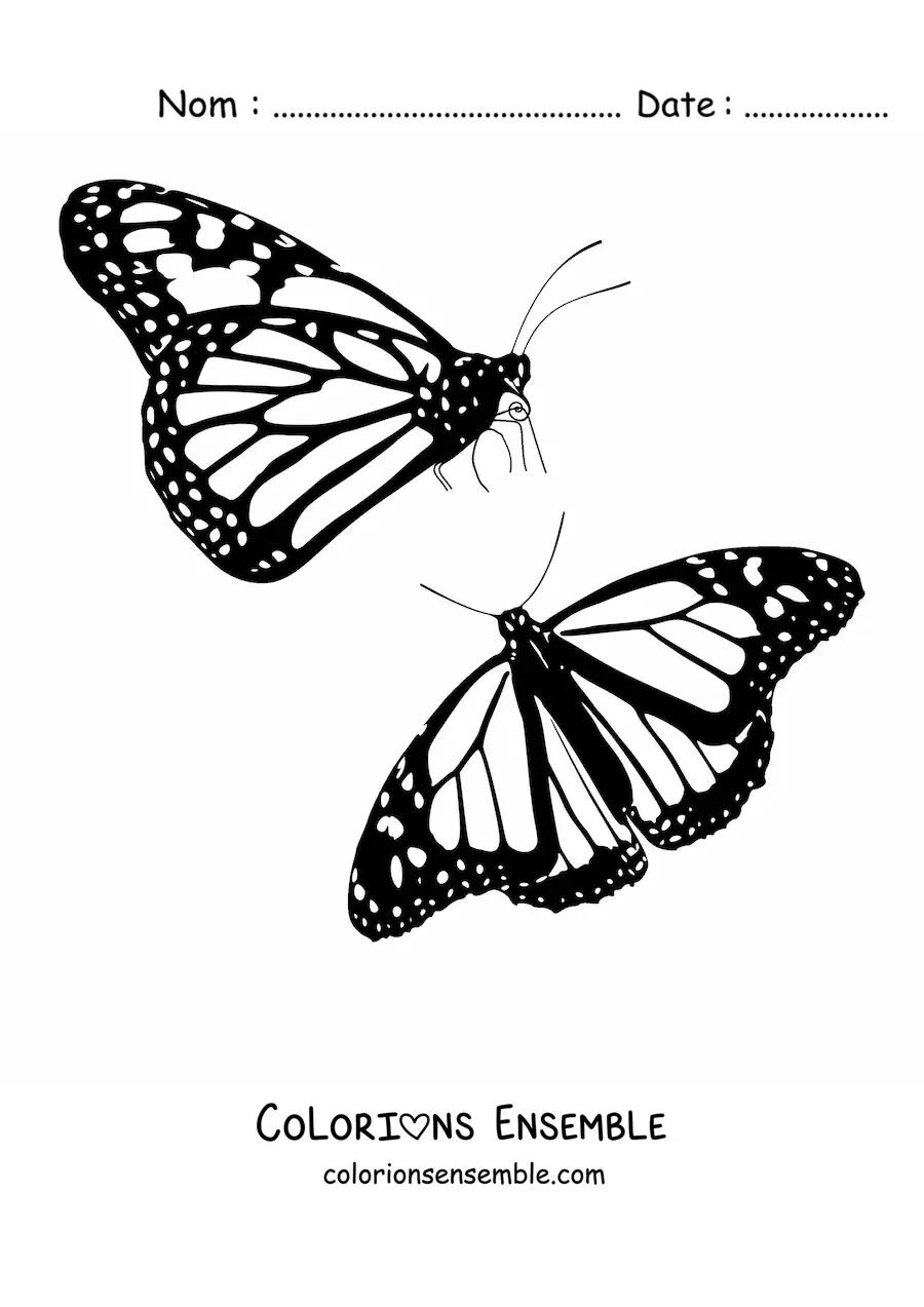 Image à colorier de deux papillons monarques qui volent