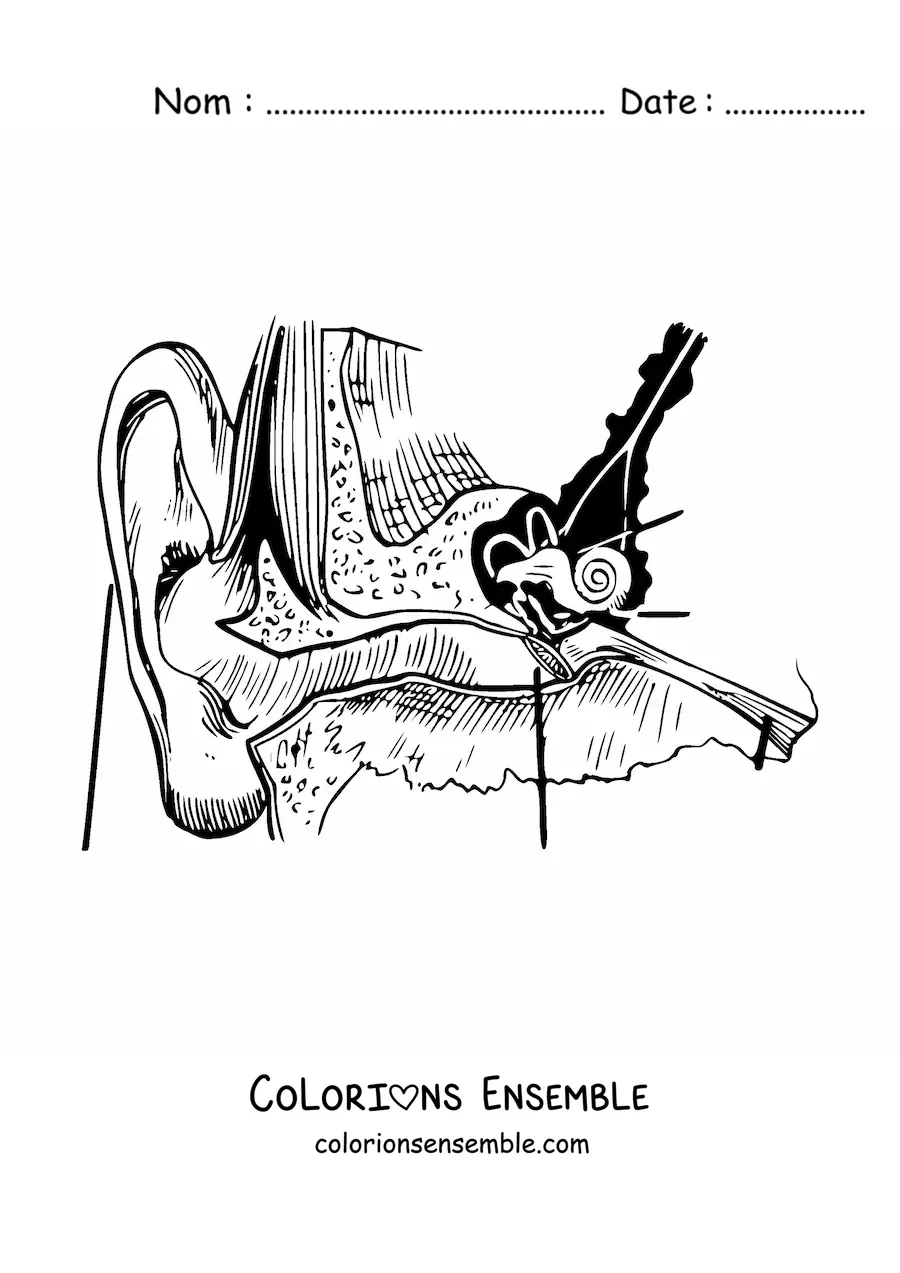 Image à colorier des différentes parties de l’oreille humaine