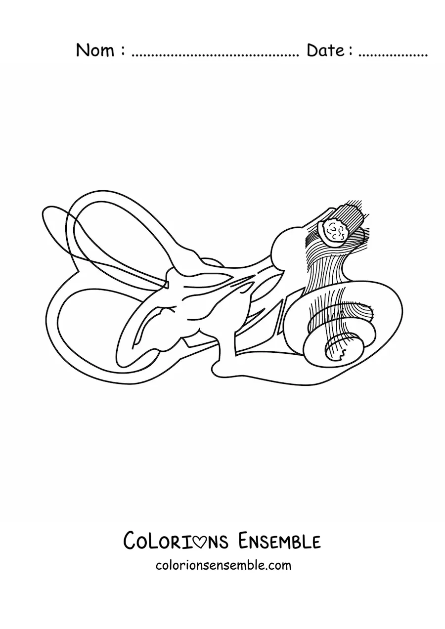 Image à colorier de la structure de l’oreille interne