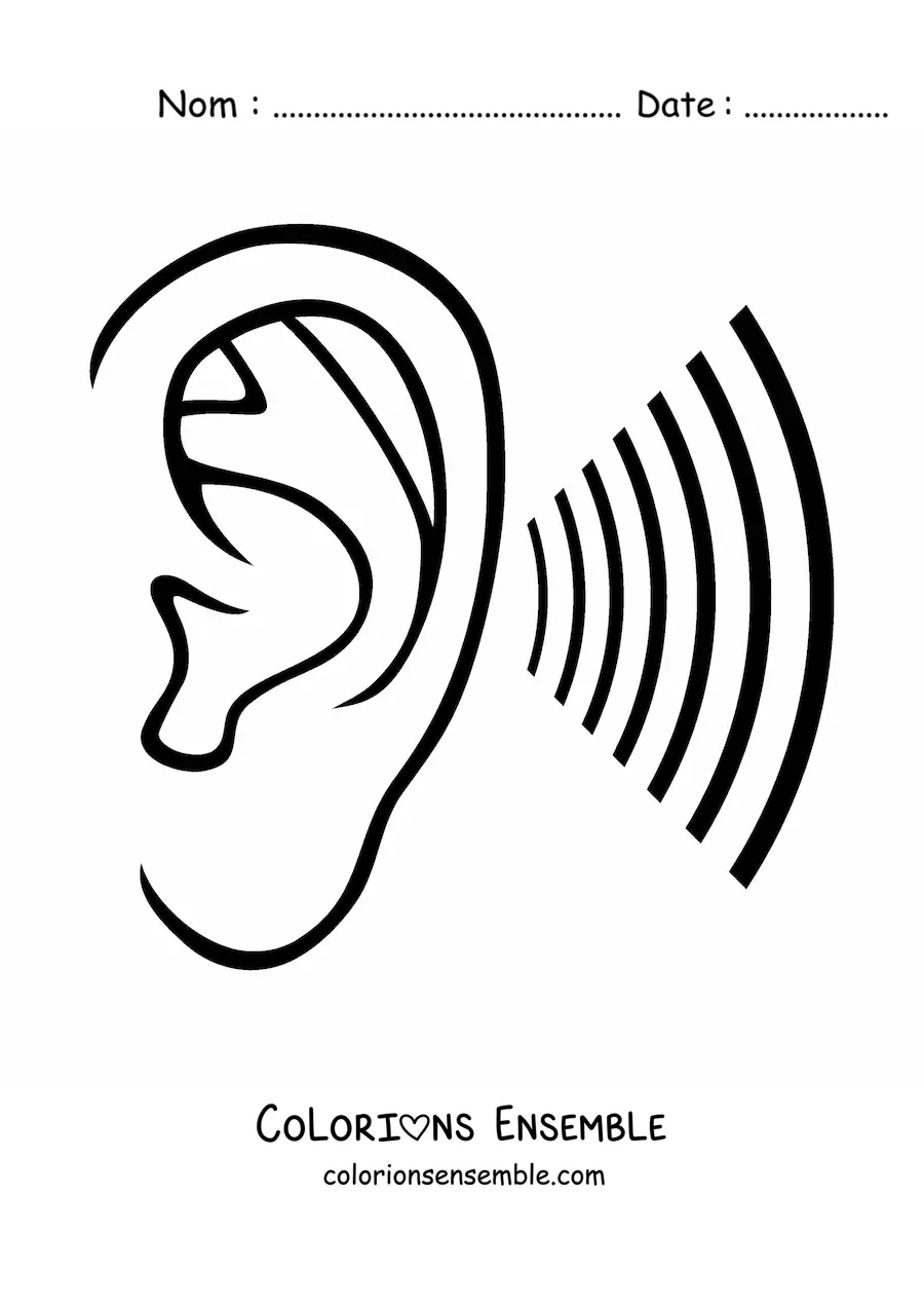Image à colorier d’une oreille à côté d’ondes sonores