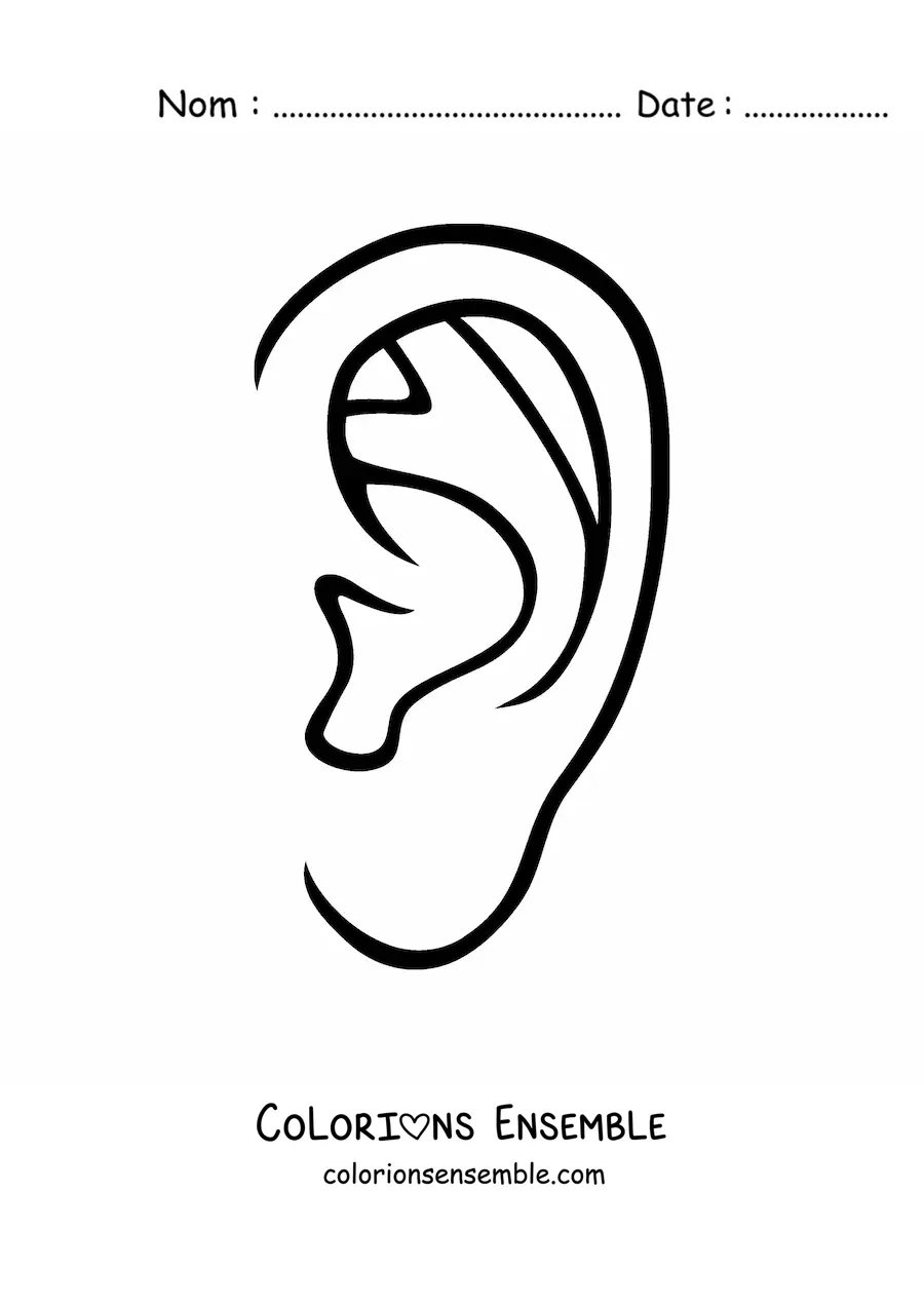 Image à colorier d’une oreille humaine