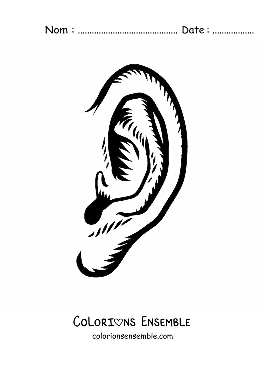 Image à colorier d’une oreille humaine