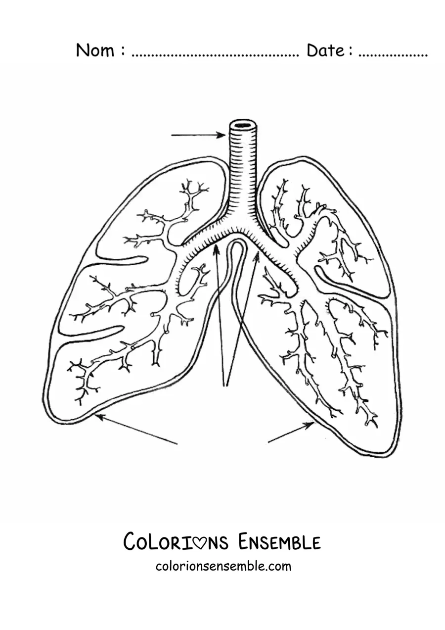 Image à colorier des poumons et des bronches avec des flèches qui indiquent leurs parties