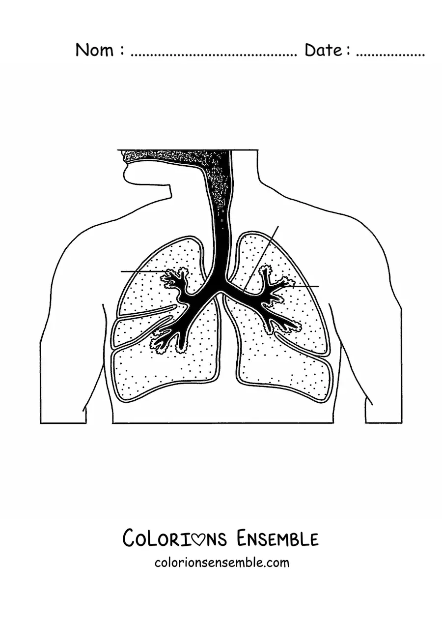 Image à colorier du système respiratoire avec des flèches qui indiquent ses parties