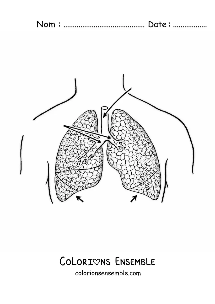 Image à colorier de poumons avec des flèches qui indiquent leurs parties
