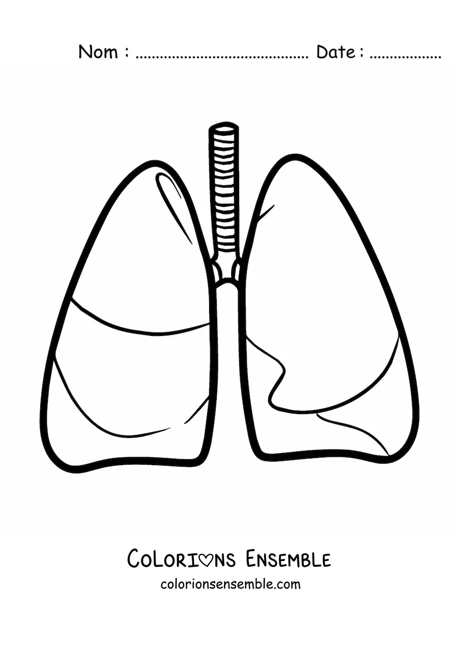 Image à colorier d’une paire de poumons humains tout simples