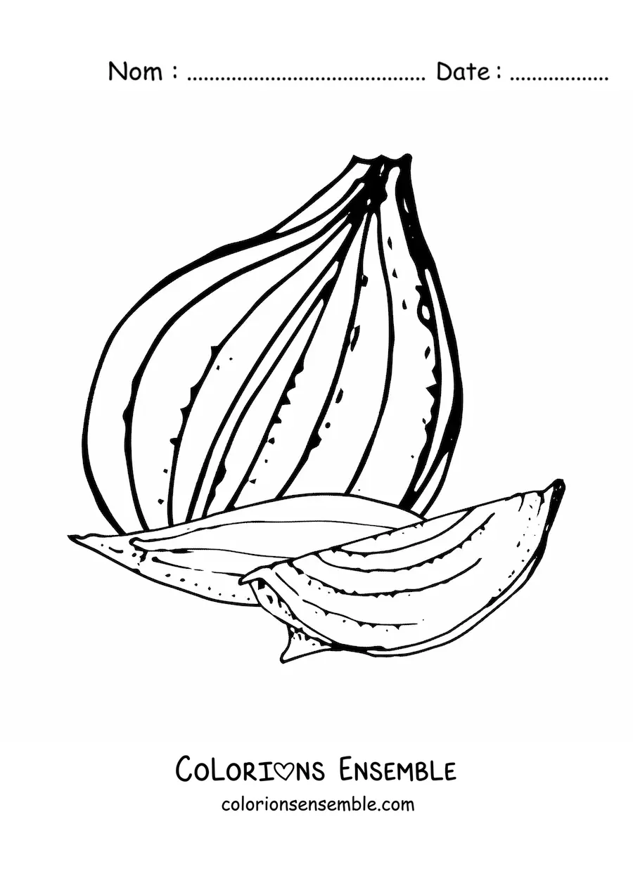 Image à colorier de morceaux d’oignon