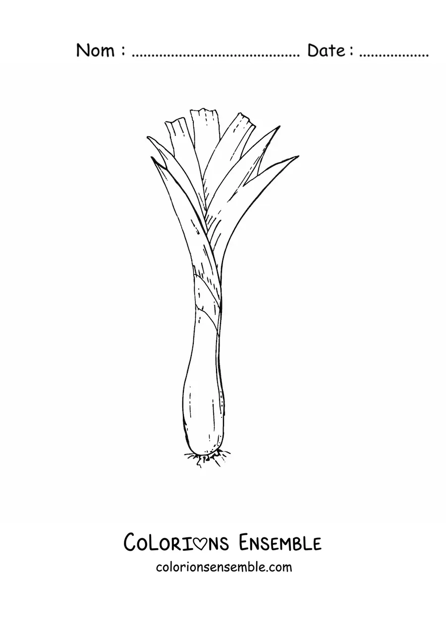 Image à colorier d'un oignon nouveau long ou d'une ciboule