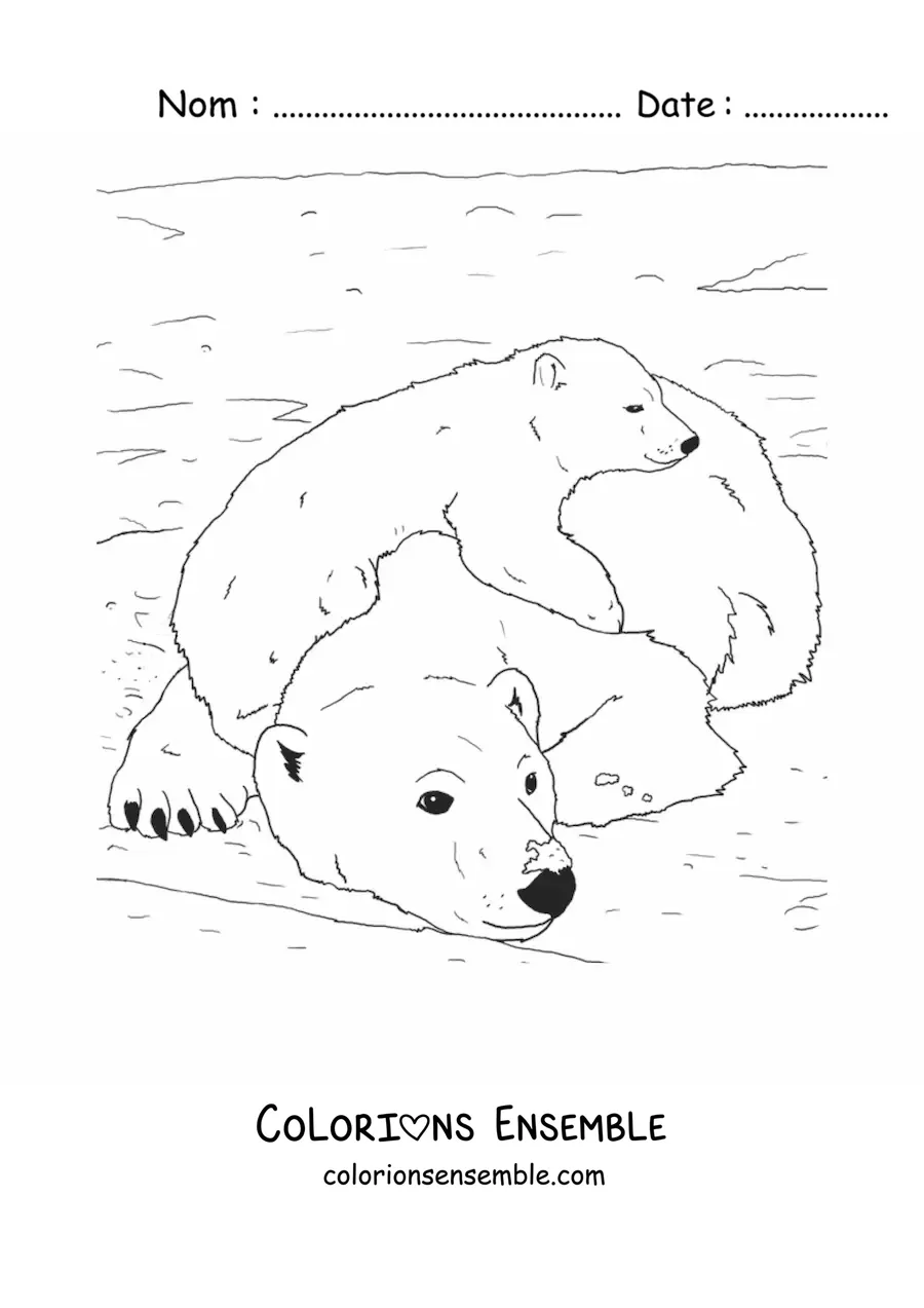 Image à colorier d’ours polaires réalistes