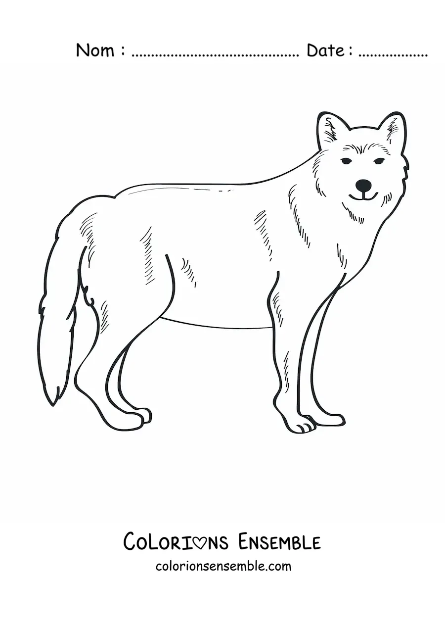 Image à colorier d’un loup sauvage