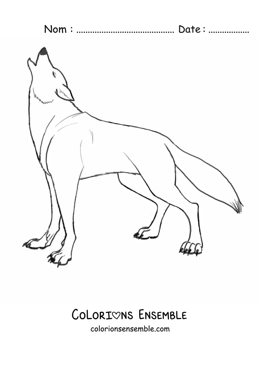 Image à colorier d’un loup sauvage qui hurle