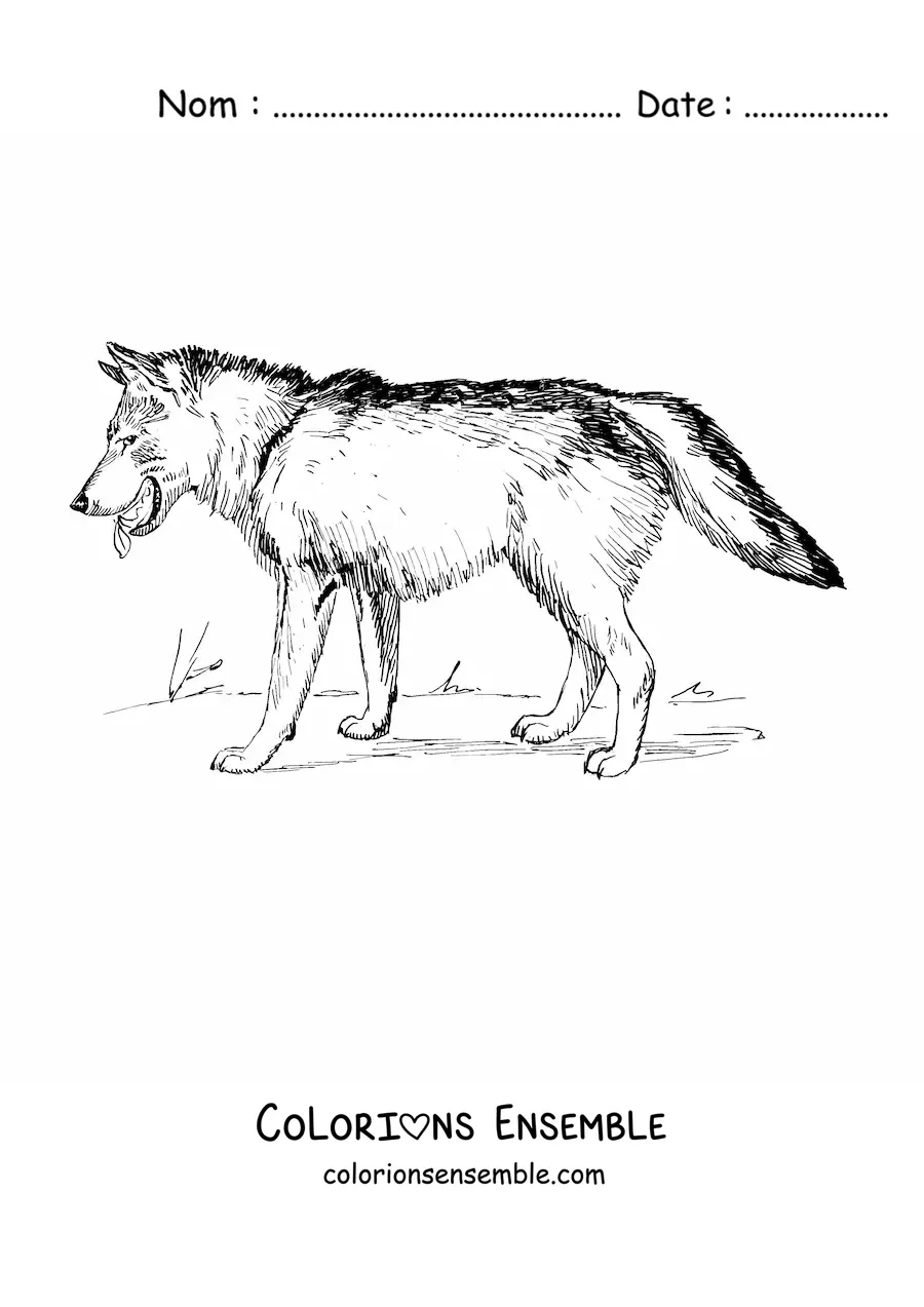 Image à colorier d’un loup réaliste marchant vers la gauche