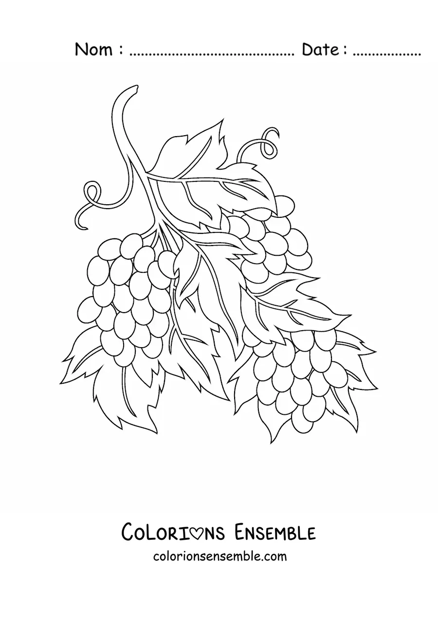 Image à colorier de trois grappes de raisins sur la vigne