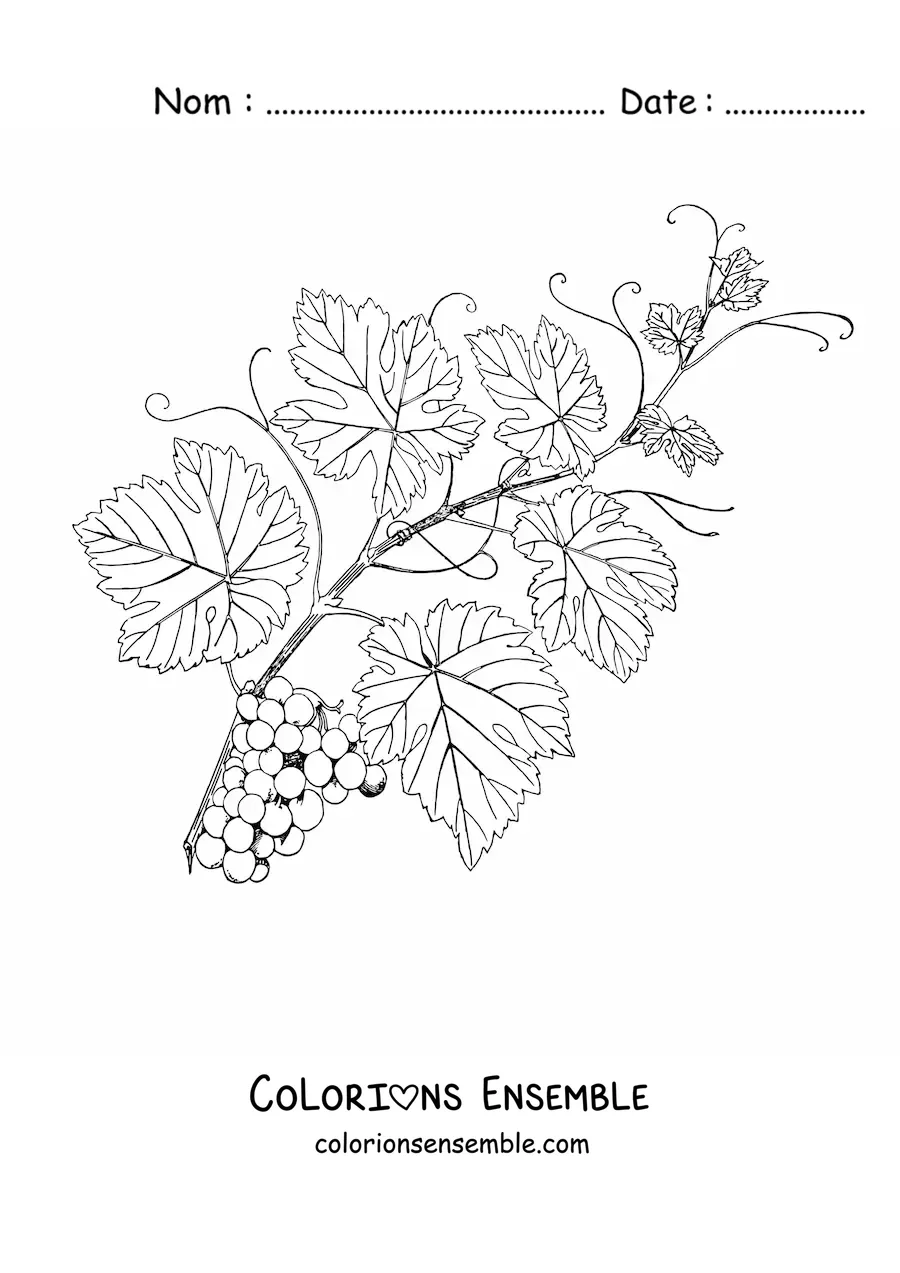 Image à colorier d’une vigne touffue