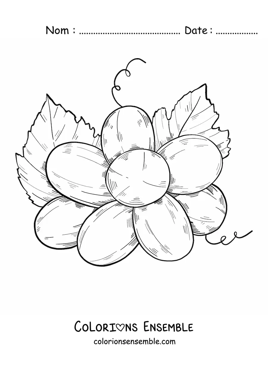 Image à colorier d’une grappe de raisins vue de dessous