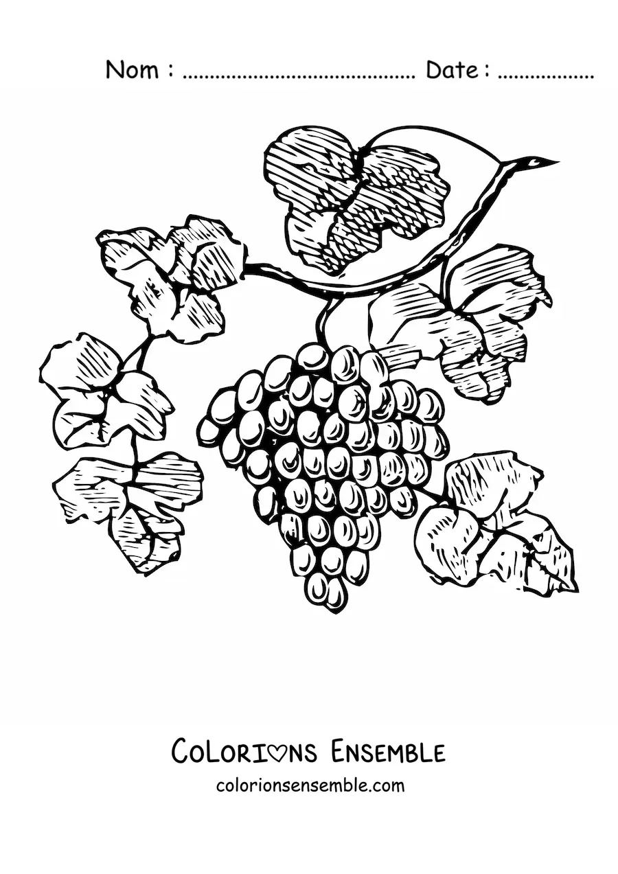 Image à colorier de raisins sur une vigne avec des feuilles