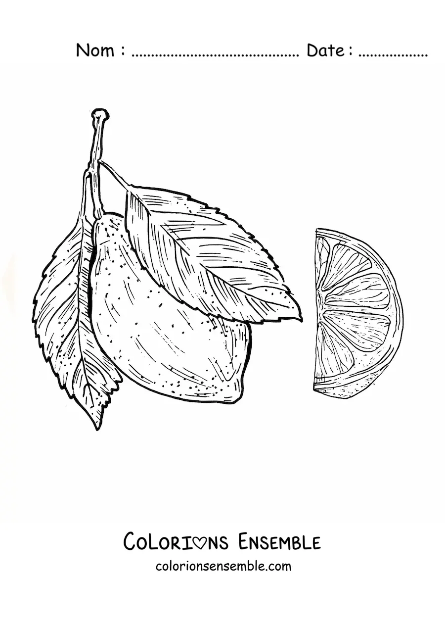 Image à colorier d’un citron entier et d’un morceau de citron réaliste