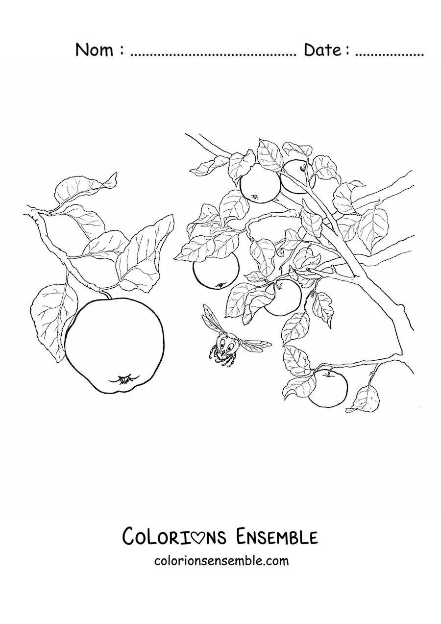 Image à colorier d’un pommier avec des pommes et des abeilles qui volent