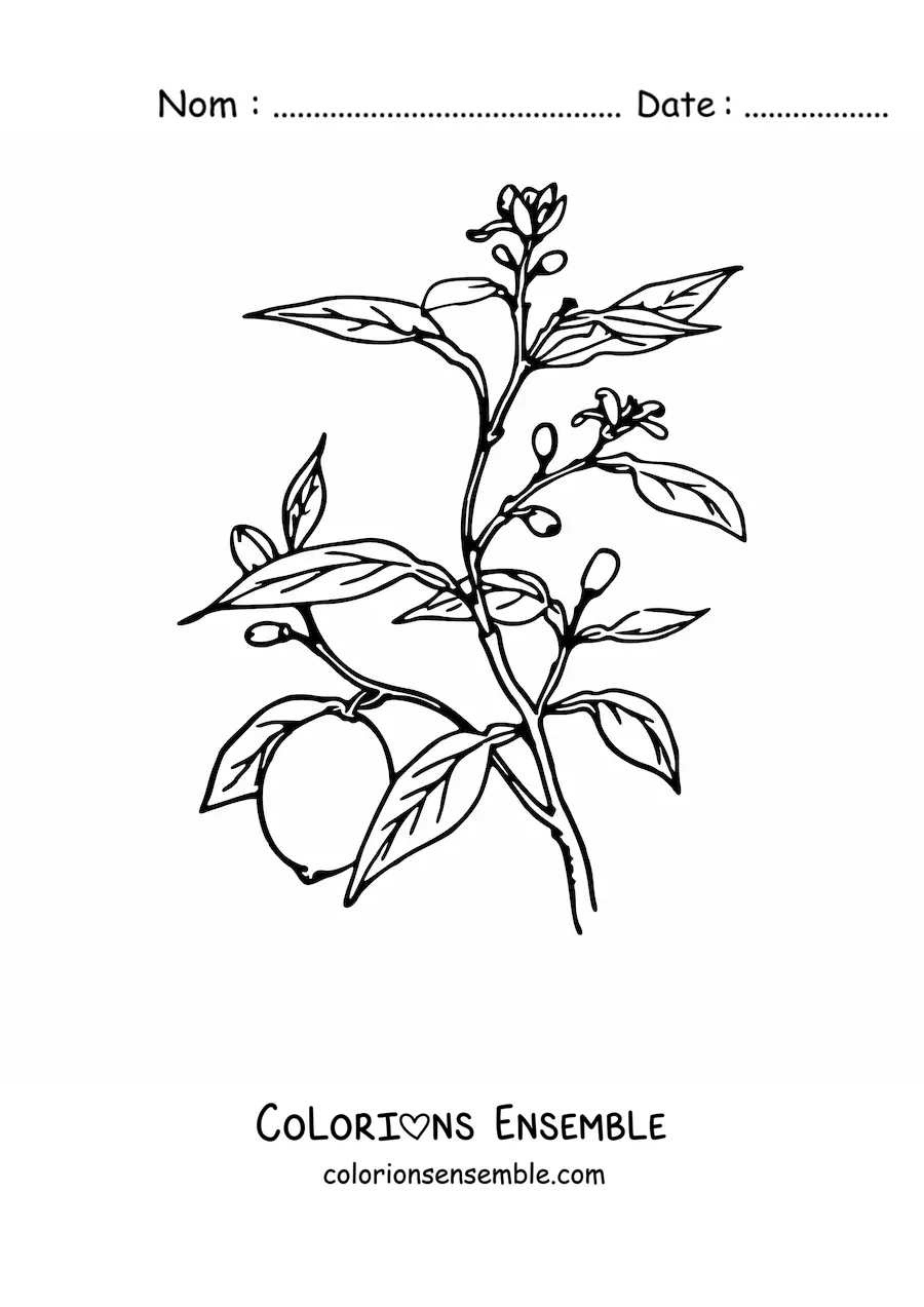Image à colorier d’une branche de citronnier