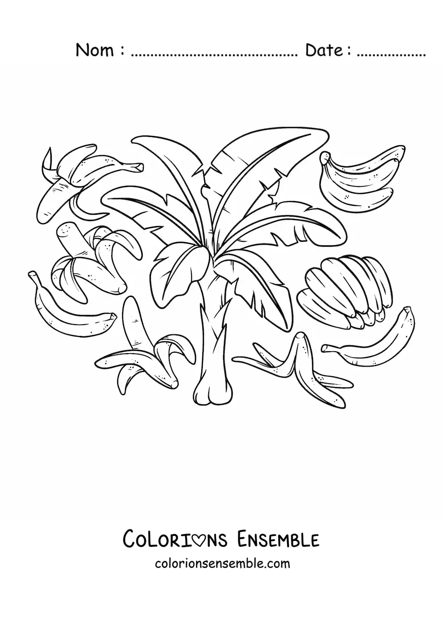 Image à colorier de plusieurs bananes et d'un bananier