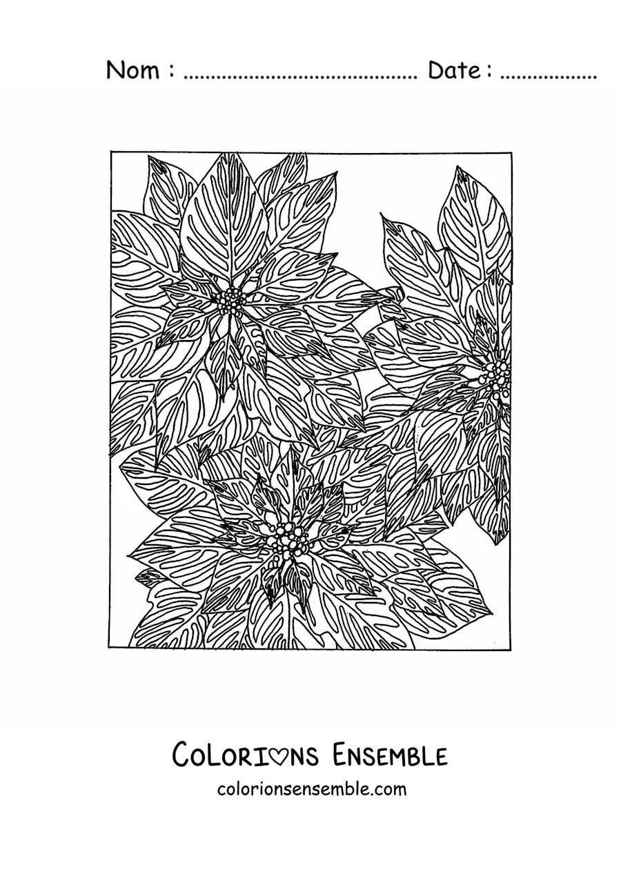 Image à colorier de fleurs de Noël