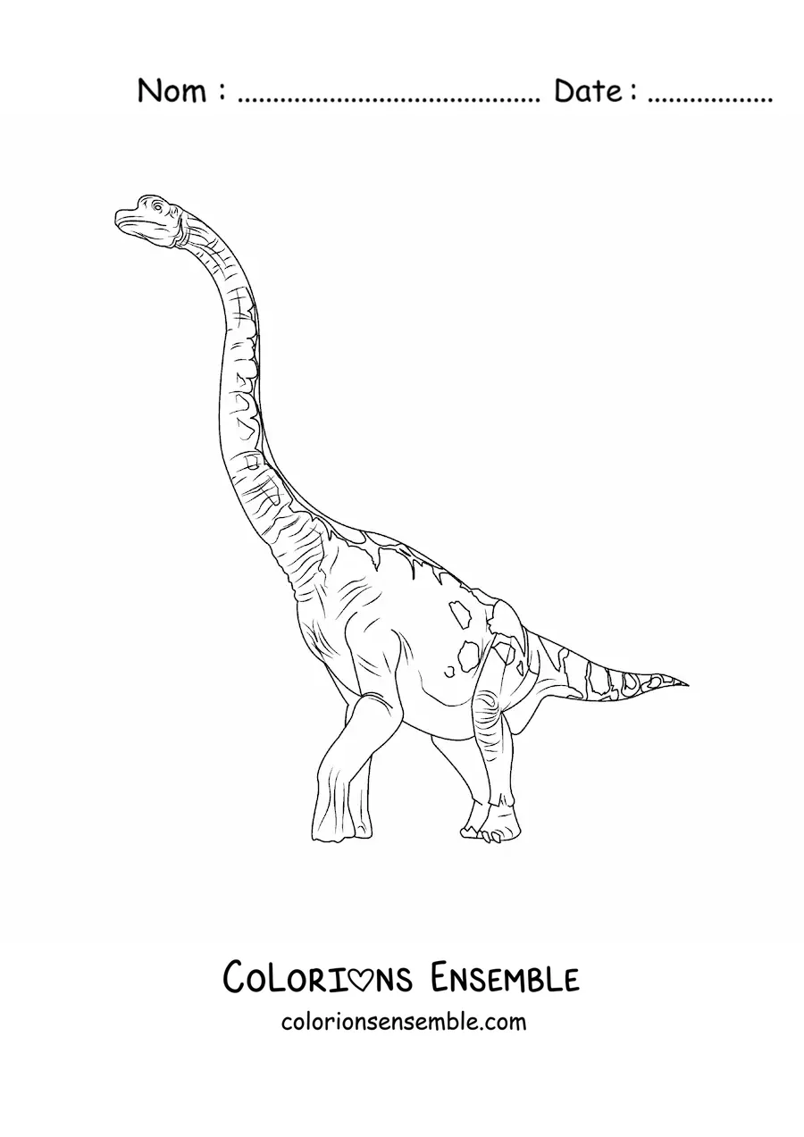 Image à colorier d’un Brachiosaurus herbivore géant