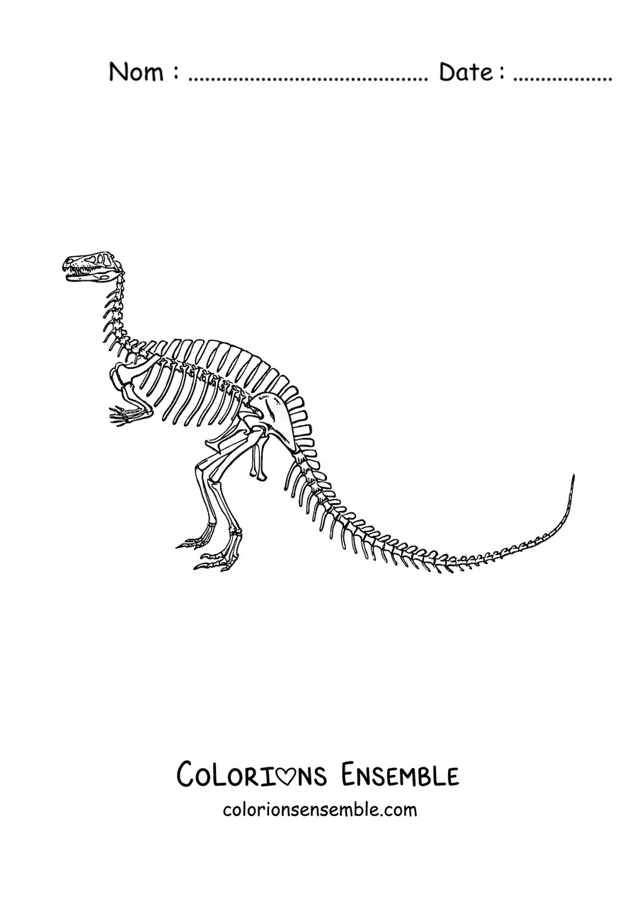 Image à colorier d’un squelette de dinosaure