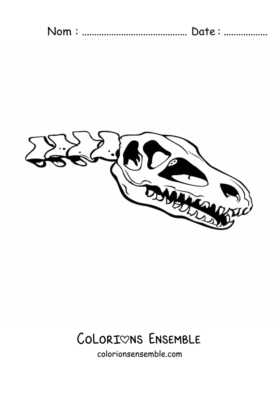 Image à colorier d’un crâne de dinosaure