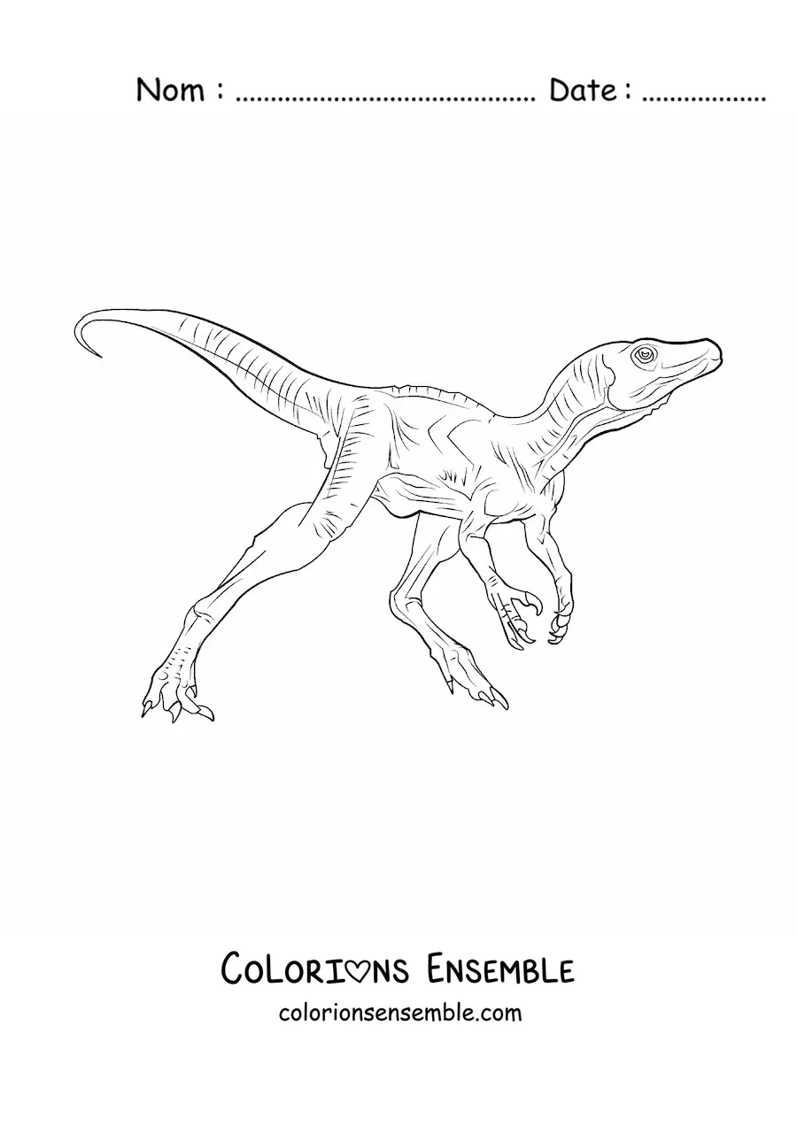 Image à colorier d’un petit dinosaure carnivore