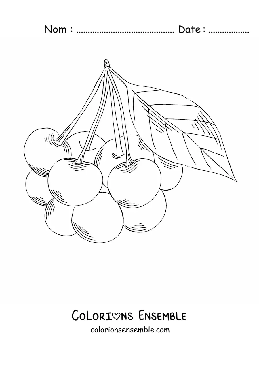 Image à colorier d'une grappe de cerises