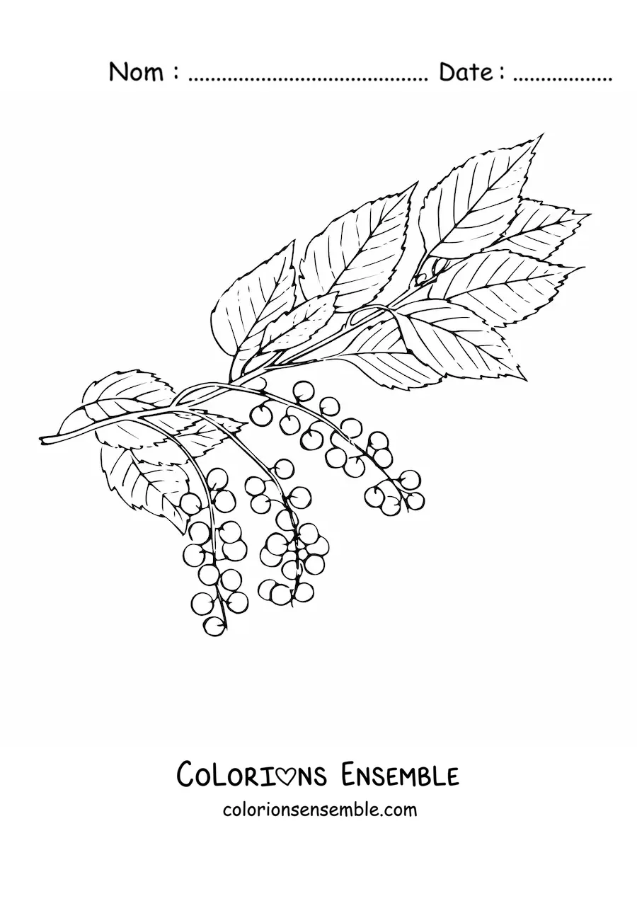 Image à colorier d'une branche de cerisier avec des feuilles et de petites cerises