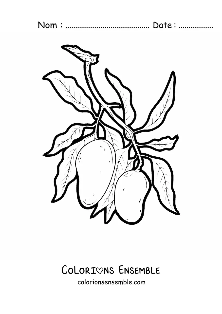 Image à colorier d'une branche de manguier avec deux mangues qui pendent