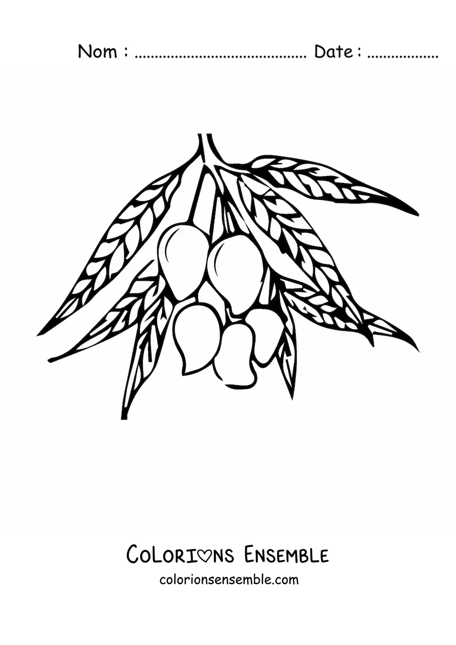 Image à colorier d'une branche de manguier avec plusieurs mangues qui pendent