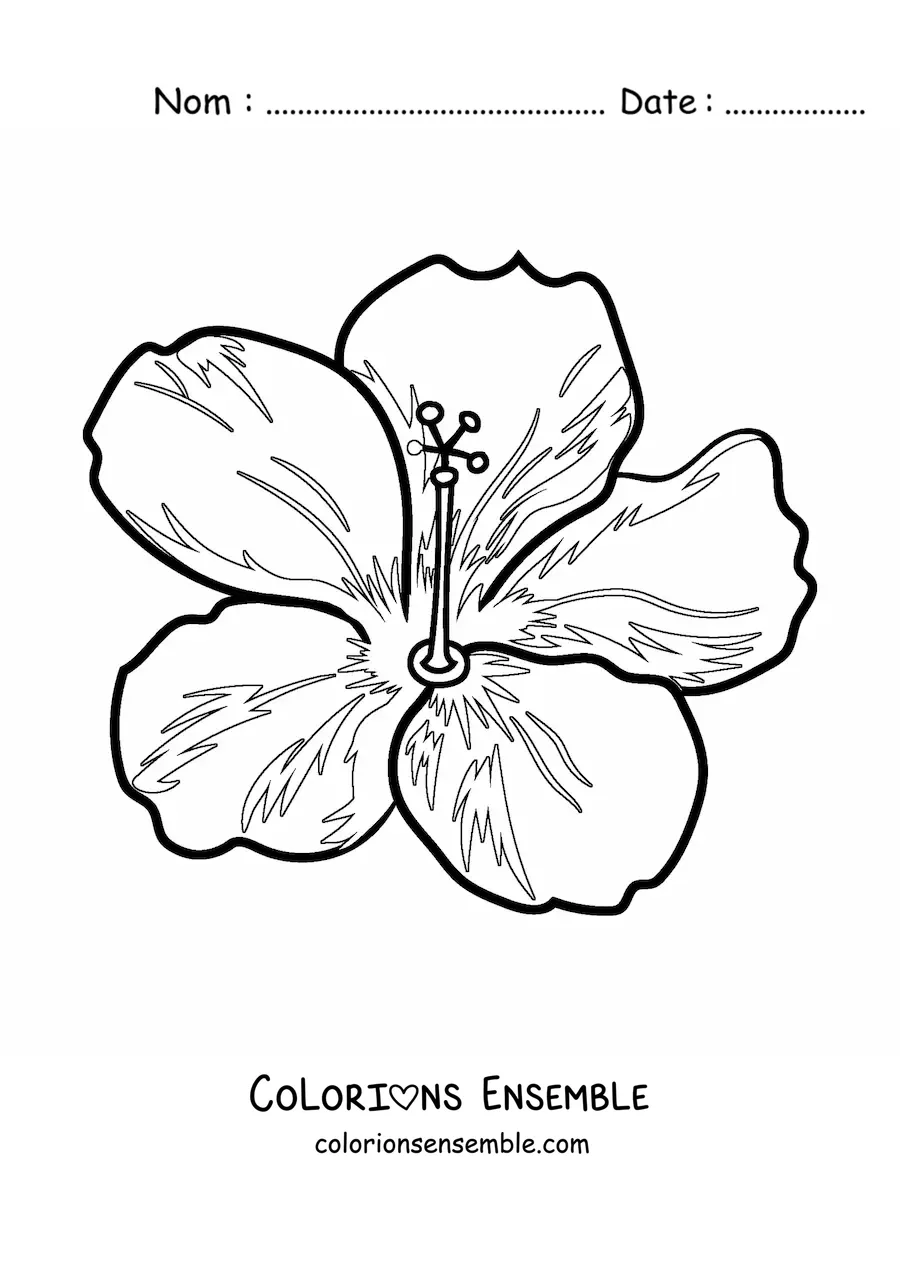 Image à colorier d'une grande fleur hawaïenne
