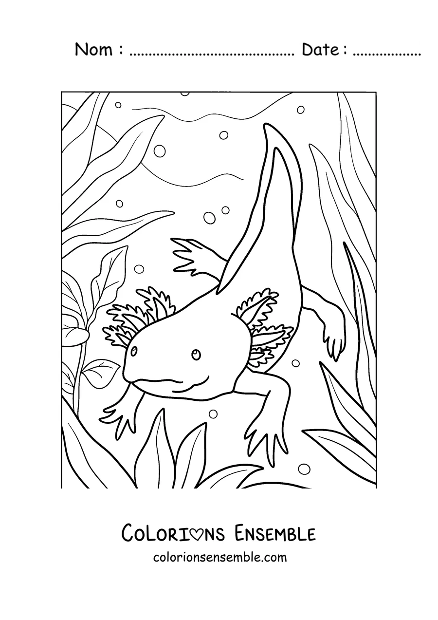Coloriage d'un axolotl adulte nageant parmi de hautes algues