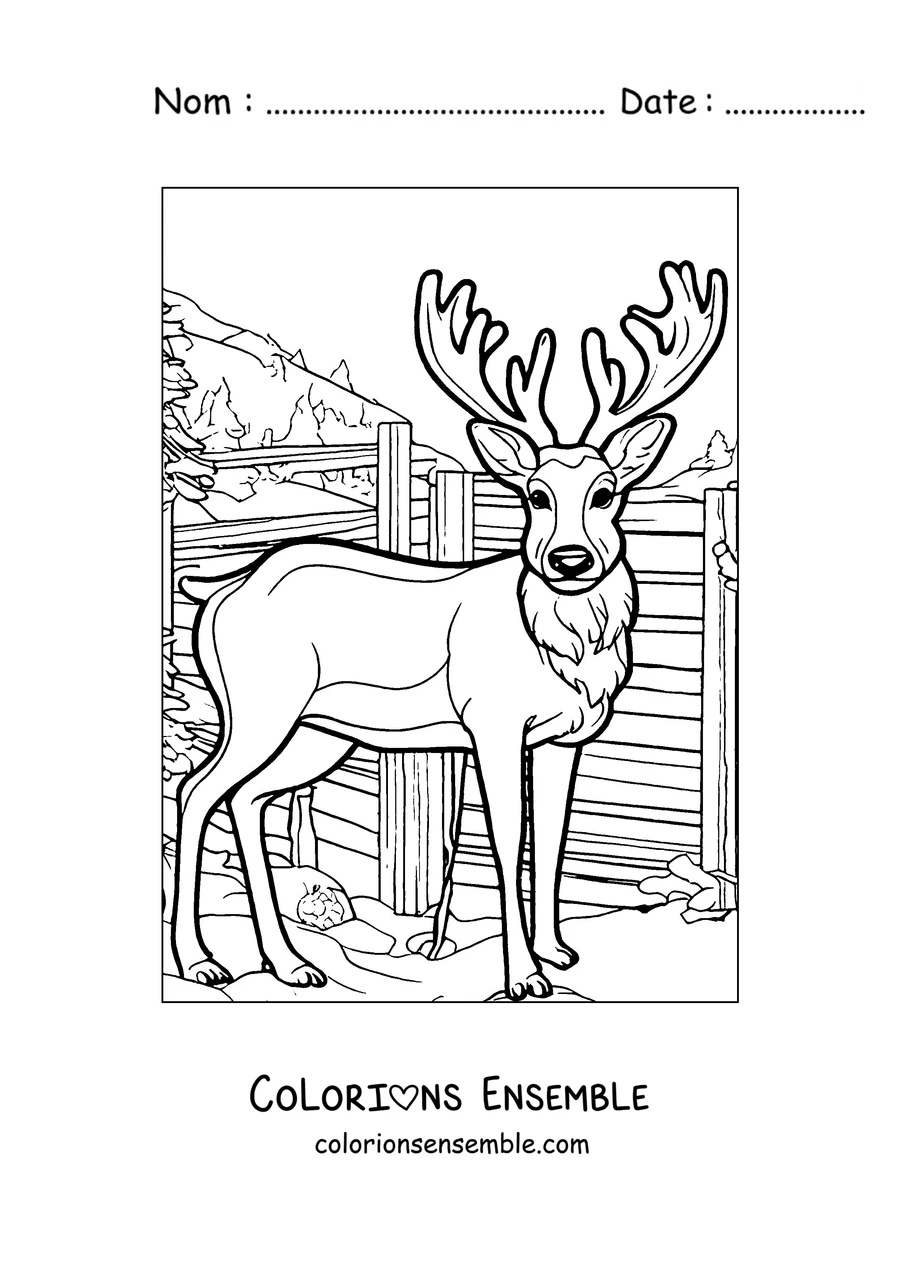 Coloriage d'un cerf aux grands bois près d'une clôture