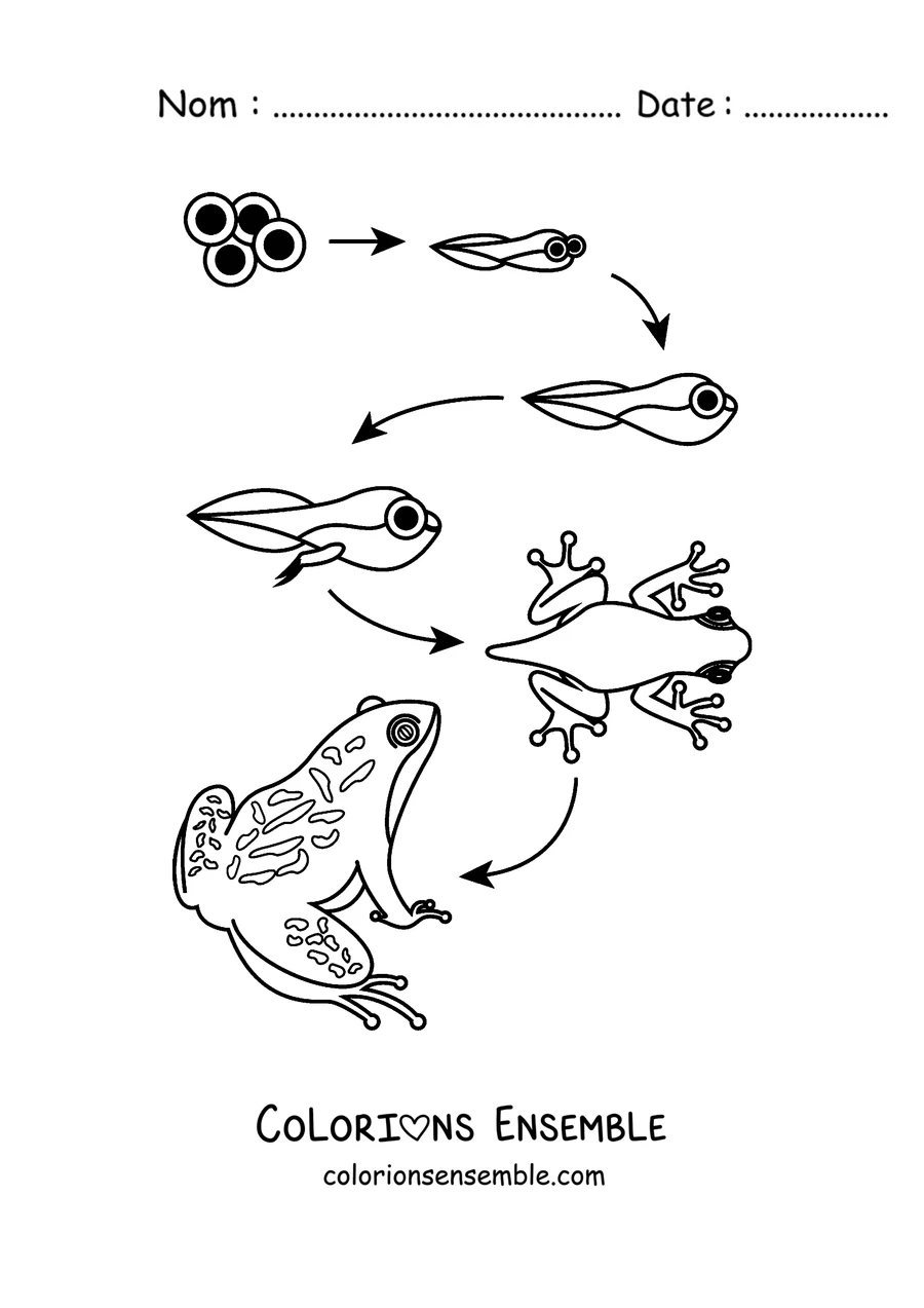 Coloriage du cycle de vie de la grenouille, de l'œuf à la grenouille adulte