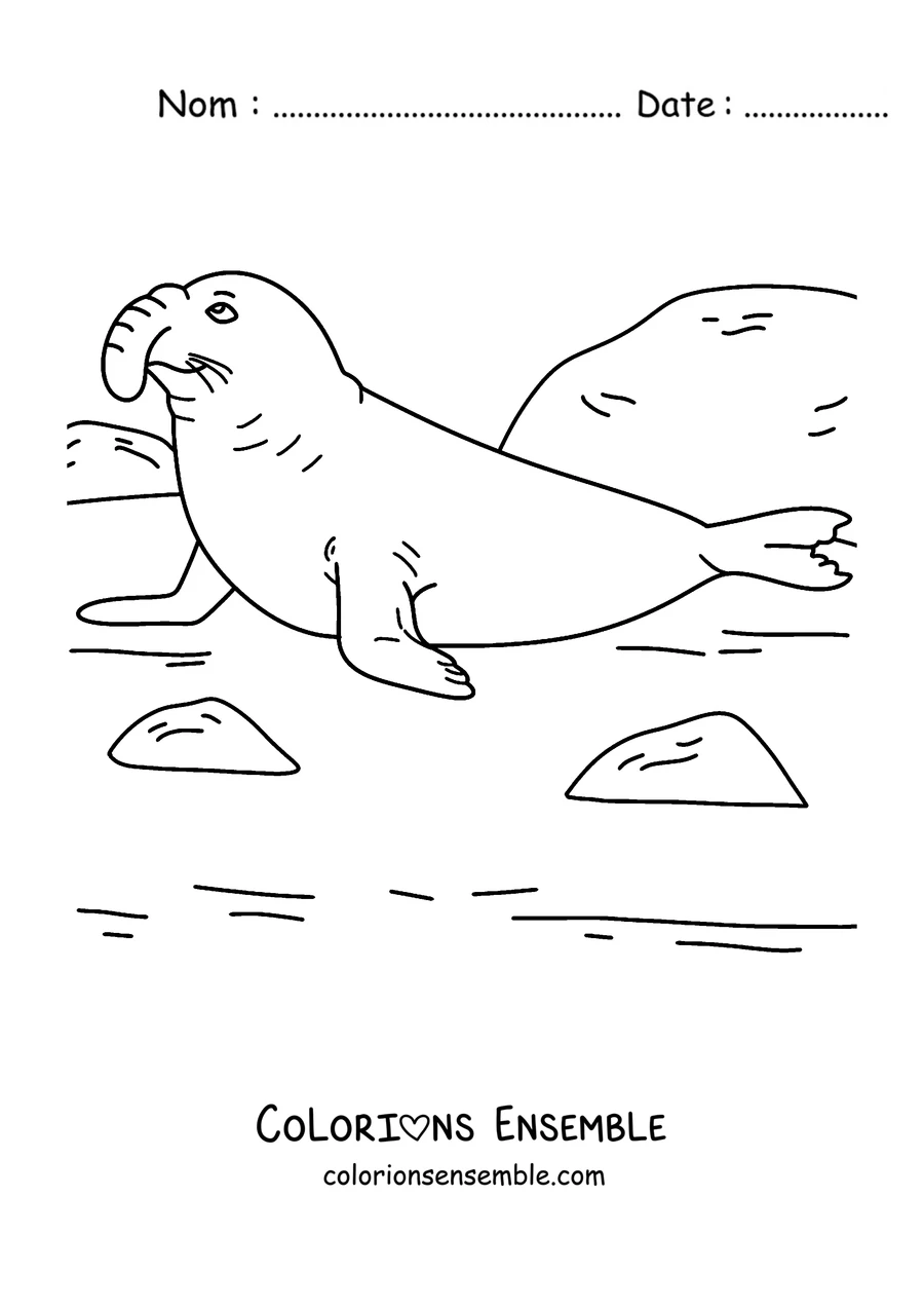 Coloriage d’un éléphant de mer sur la plage